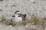 Image. Kentish Plover