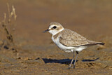 Image. Kentish Plover