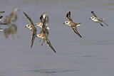 Image. Kentish Plover