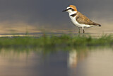 Image. Kentish Plover