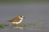 Image. Kentish Plover