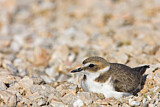 Image. Kentish Plover