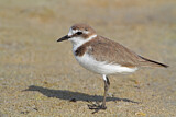 Image. Kentish Plover