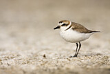 Image. Kentish Plover