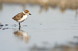 Image. Kentish Plover
