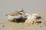 Image. Kentish Plover