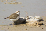 Image. Kentish Plover