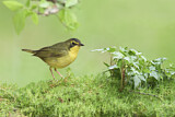 Image. Kentucky Warbler
