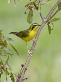 Image. Kentucky Warbler