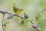 Image. Kentucky Warbler