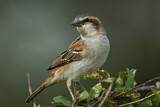 Image. Kenya Sparrow