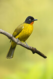 Image. Kerala-Goldbrustbülbül