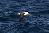 Image. Kerguelen-Gelbnasenalbatros