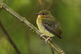 Image. Keulenschwingenpipra
