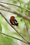 Image. Keulenschwingenpipra