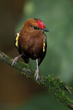Image. Keulenschwingenpipra