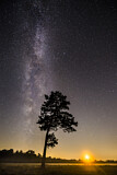 Image. Kiefer vor Sternenhimmel im Venner Moor
