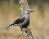 Image. Kiefernhäher