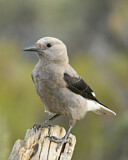 Image. Kiefernhäher