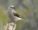 Image. Kiefernhäher