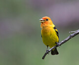 Image. Kieferntangare