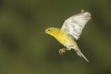 Image. Kiefernwaldsänger