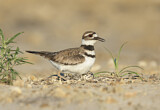 Image. Killdeer