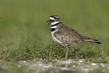 Image. Killdeer