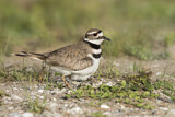 Image. Killdeer