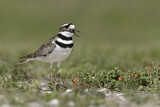 Image. Killdeer