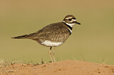 Image. Killdeer