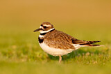 Image. Killdeer