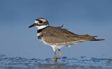 Image. Killdeer