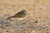 Image. Killdeer