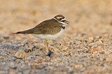 Image. Killdeer