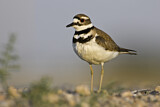 Image. Killdeer