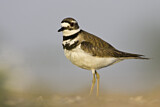 Image. Killdeer