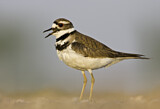 Image. Killdeer