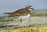 Image. Killdeer