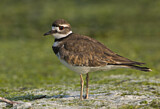 Image. Killdeer