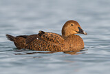 Image. King Eider