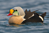 Image. King Eider