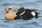 Image. King Eider