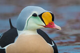 Image. King Eider