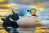 Image. King Eider