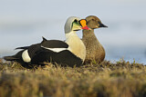 Image. King Eider