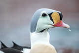 Image. King Eider