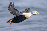 Image. King Eider