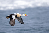 Image. King Eider