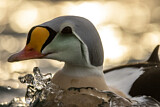Image. King Eider